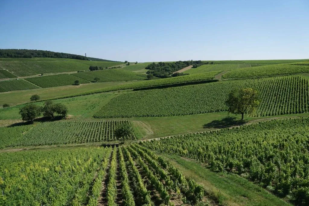 Les Vignes Sancerroises — hero image